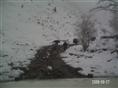 四川野猪丨四川生态野猪丨雪地里的野猪
