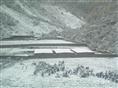 四川野猪种猪丨四川野猪丨销售四川野猪
