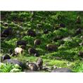 藏猪养殖、藏猪养殖场、藏猪养殖基地