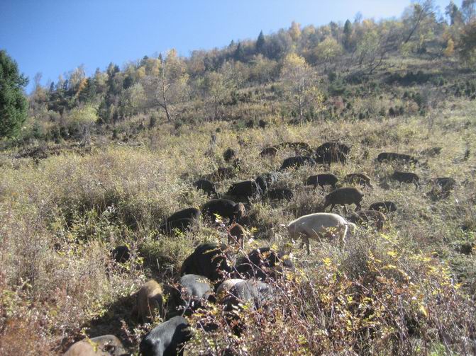 藏猪养殖场、藏猪养殖基地
