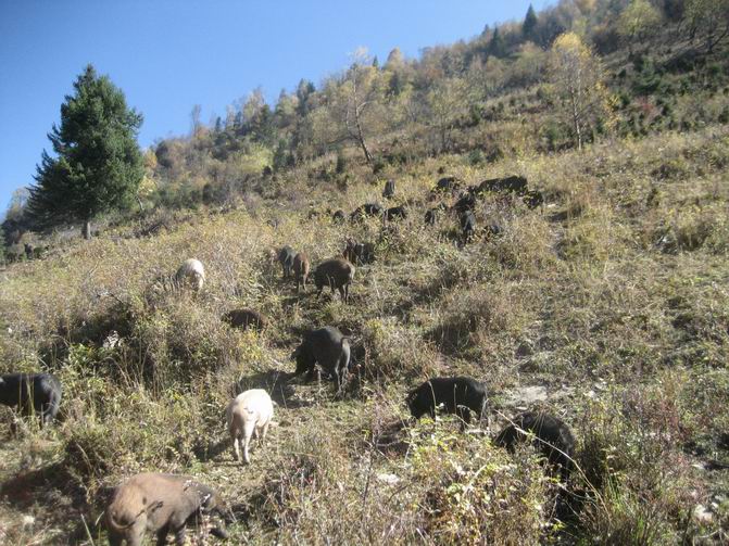 藏猪养殖基地、四川藏猪养殖