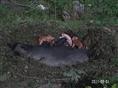 四川生态野猪丨纯生态野猪丨供应原生态野猪
