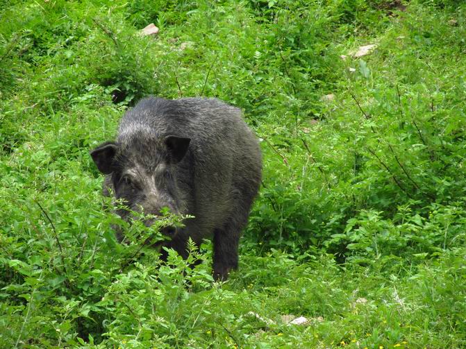 藏猪养殖、藏猪养殖场、藏猪养殖基地