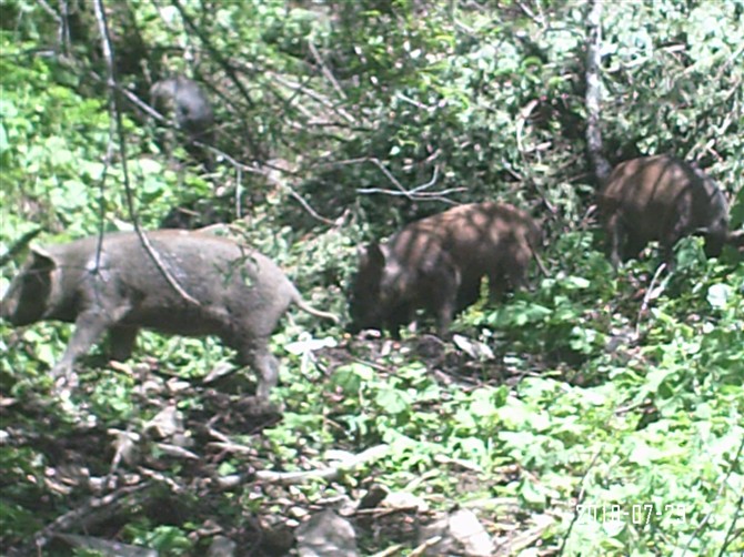 四川野猪丨纯生态野猪丨供应四川野猪苗