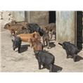 藏猪养殖场、藏猪养殖基地