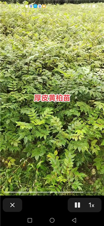 厚皮黄柏小苗