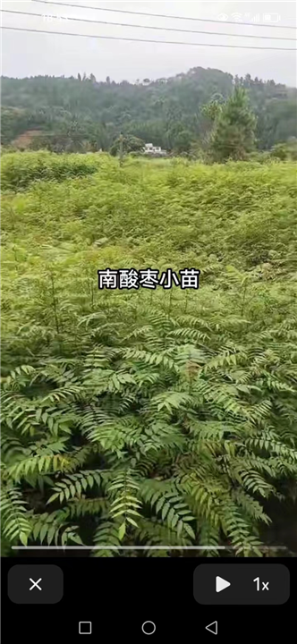 江西南酸枣小苗