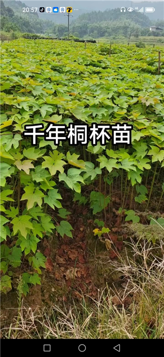 江西千年桐小苗