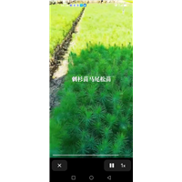 马尾松小苗批发