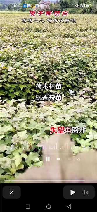 江西枫香小苗