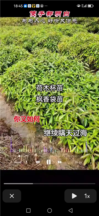 枫香小苗批发