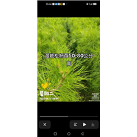 江西湿地松小苗