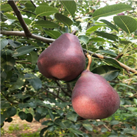 三门峡红啤梨批发价格