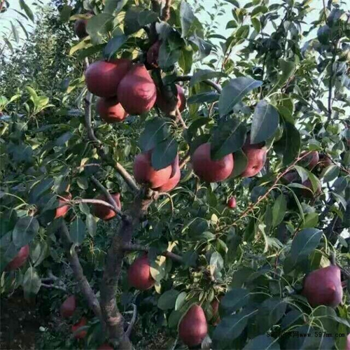 大头梨种植基地在哪里