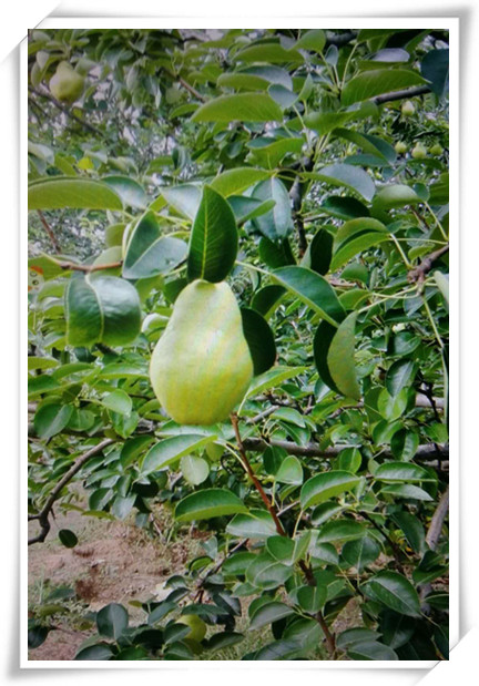 河南茄梨