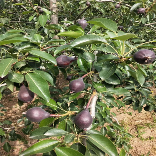 河南三门峡巴梨批发