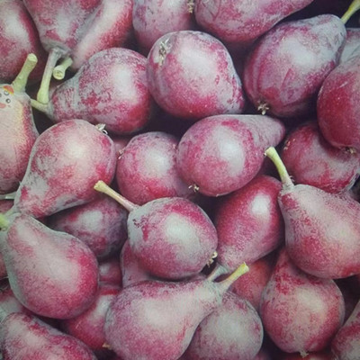 好货红啤梨批发