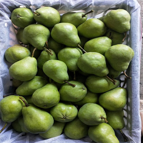三门峡香蕉梨批发价格