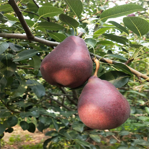 三门峡红啤梨批发价格