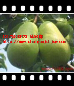 无核梨~河南无核梨~