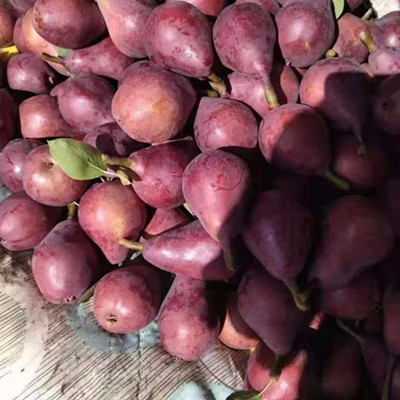 红啤梨供应