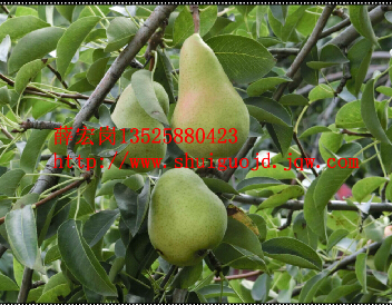 巴梨~西洋梨~洋梨~秋洋梨 