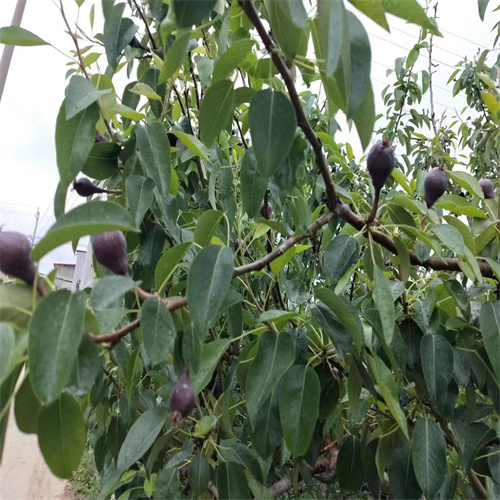 河南大头梨种植基地