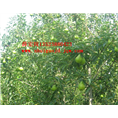无核秋大头梨|中国梨基地|专业种植大头梨 