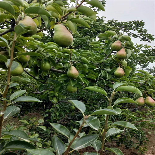 大头梨种植基地