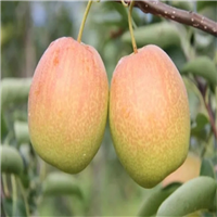 三门峡茄梨