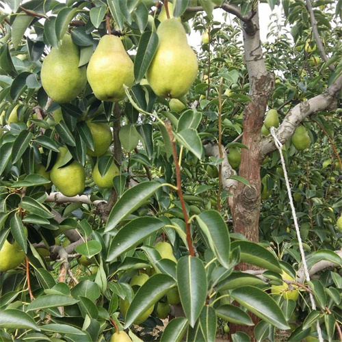 大头梨种植基地在哪里