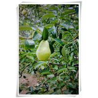 河南茄梨