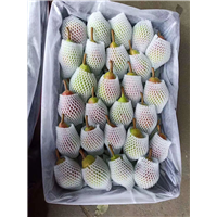 大头梨