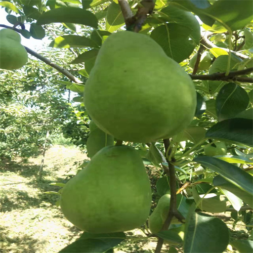 没核的梨叫什么名字