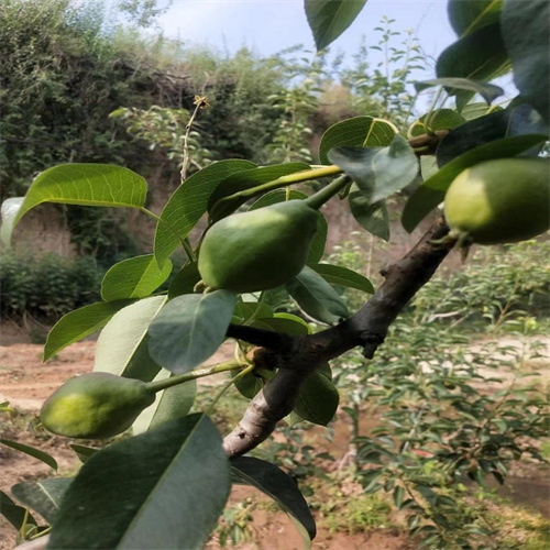 河南三门峡巴梨种植基地