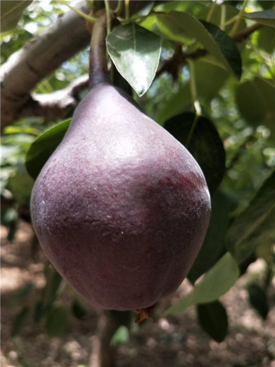 红啤梨