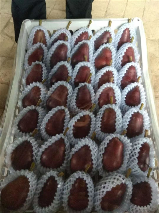 大头梨