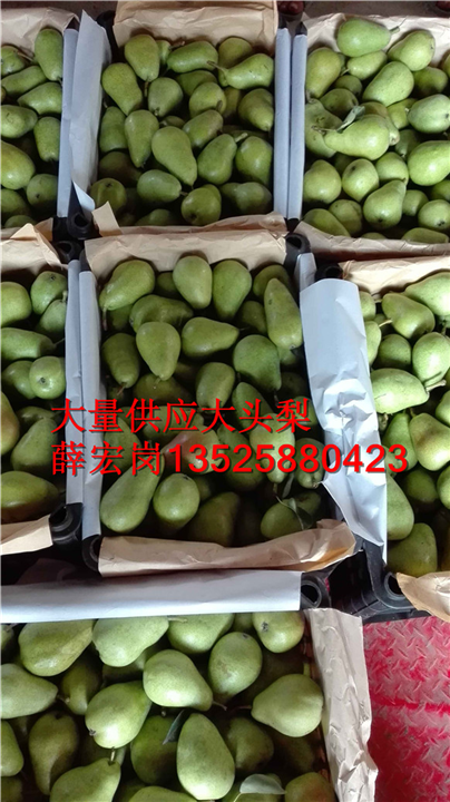 无核梨 
