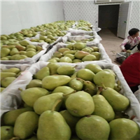 三门峡大头梨批发基地