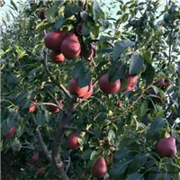 大头梨种植基地在哪里