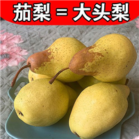 河南一面红梨
