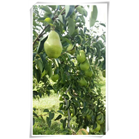 精品茄梨批发