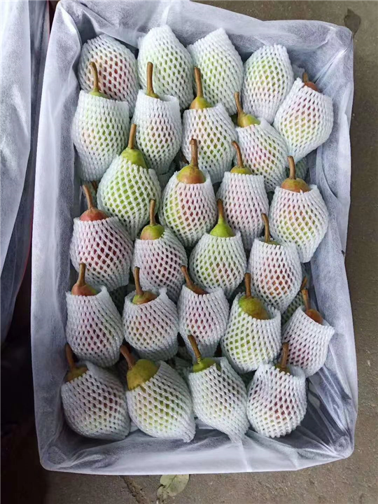 大头梨
