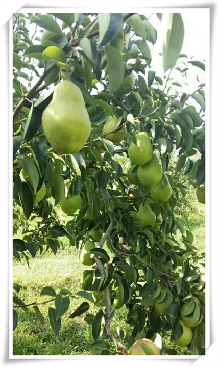 精品茄梨批发