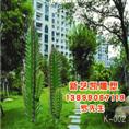 仿真植物系列/仙人棒 