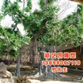 新疆仿真榕树价格-新疆仿真榕树 