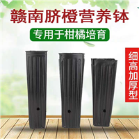 赣南脐橙营养钵