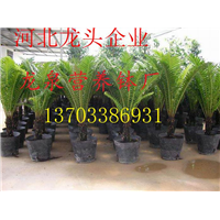 河北营养钵、河北植树袋