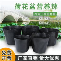 河北无孔荷花杯