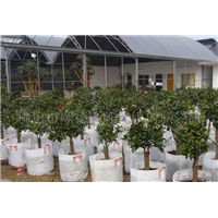 河北植树袋厂家